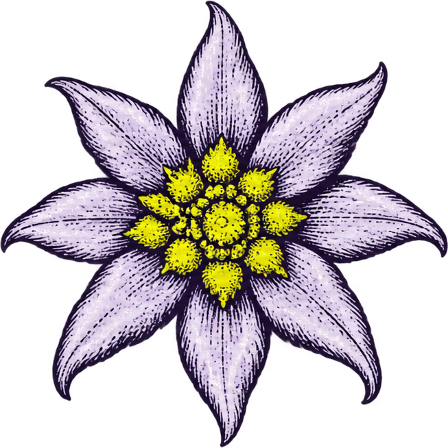 Flor edelweiss — marca da pesquisa